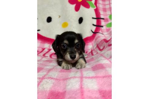 成約済の大分県のミックス犬-62664の1枚目
